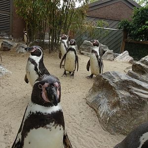 Humboldt Penguins, April 2022