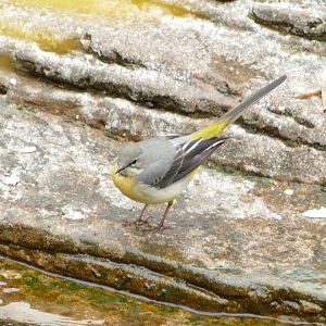 Grey Wagtail in the penguin enclosure, April 2022