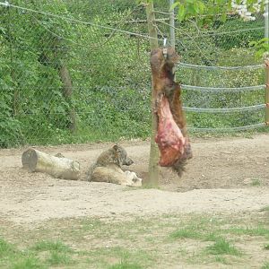 Grey wolf and lunch, April 2022