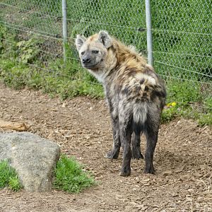 Spotted Hyena, April 2022