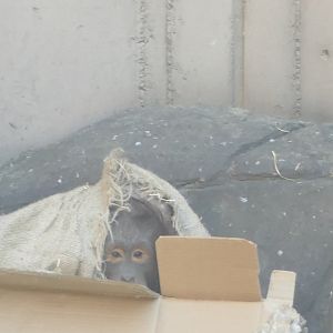 Tat in the box, April 2022