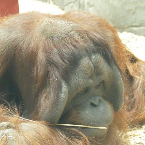 Male Bornean orangutan, April 2022