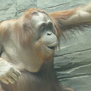 Female Bornean orangutan, April 2022