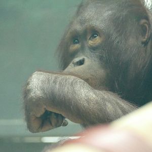 Female Bornean orangutan, April 2022