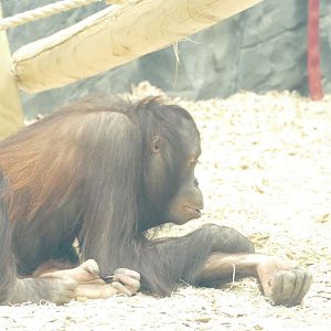 Female Bornean orangutan, April 2022