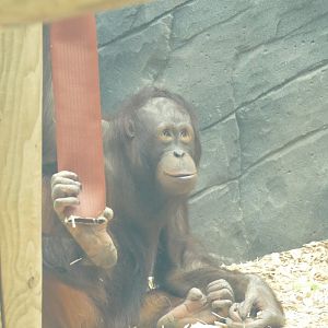 Female Bornean orangutan, April 2022