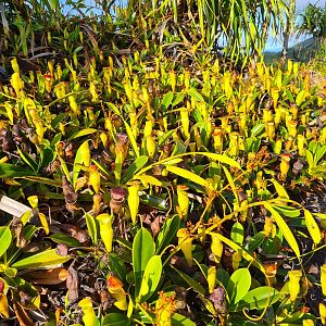 Mahé - Seychelles pitcher plant