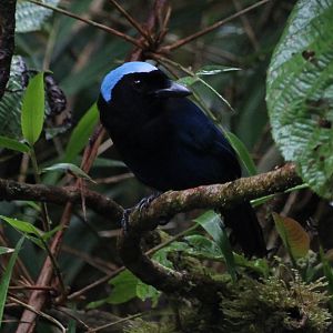 Azure-hooded Jay