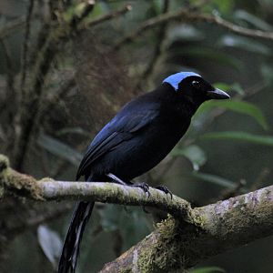 Azure-hooded Jay
