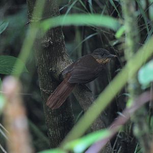 Lineated Foliage-gleaner (??)