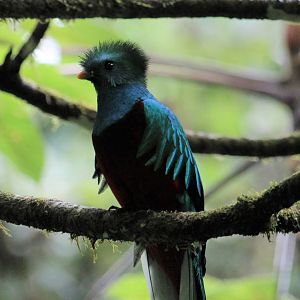 Resplendent Quetzal