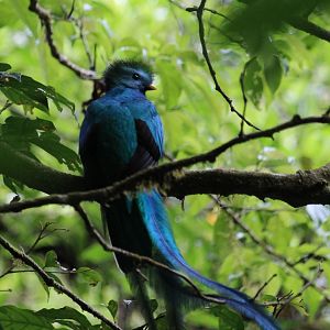 Resplendent Quetzal