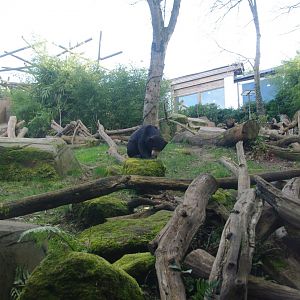 Female Malayan Sun Bear Srey Ya- Colchester Zoo 25/2/2022