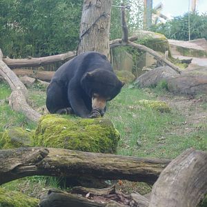 Female Malayan Sun Bear Srey Ya- Colchester Zoo 25/2/2022