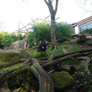 Female Malayan Sun Bear Srey Ya- Colchester Zoo 25/2/2022