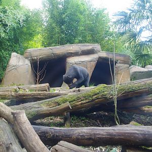 Male Malayan Sun Bear Jo-Jo- Colchester Zoo 25/2/2022