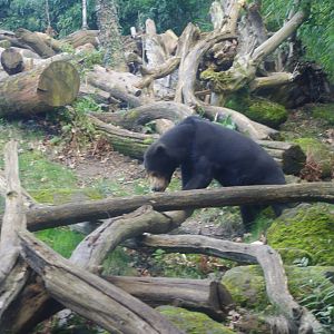Female Malayan Sun Bear Srey Ya- Colchester Zoo 25/2/2022