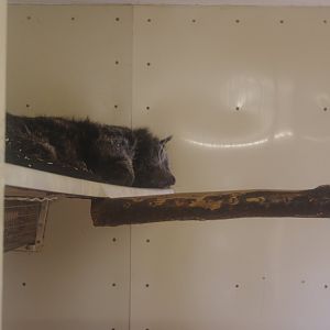 Binturong (Javan?)- Hamerton Zoo Park 6/3/2022