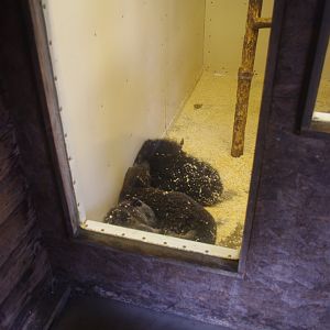 Binturong family (Javan?)- Hamerton Zoo Park 6/3/2022