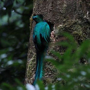 Resplendent Quetzal