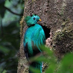 Resplendent Quetzal