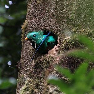 Resplendent Quetzal