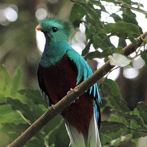 Resplendent Quetzal