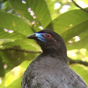 Black Guan