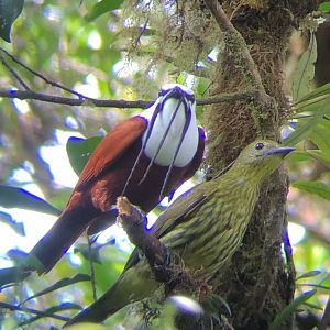 Three-wattled Bellbird