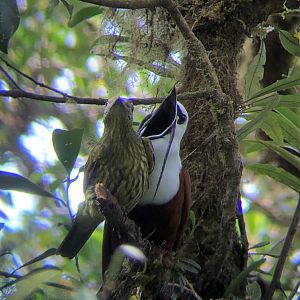 Three-wattled Bellbird