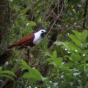 Three-wattled Bellbird