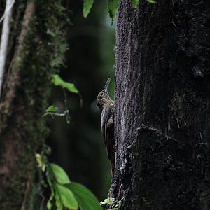 Spotted Woodcreeper
