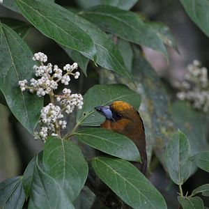 Prong-billed Barbet