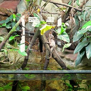 Papua Aqua-Terrrarium