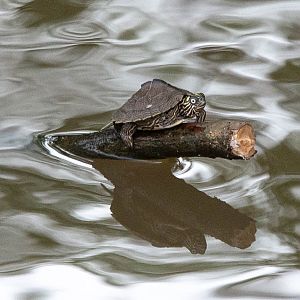 Sabine Map Turtle- Graptemys sabinensis