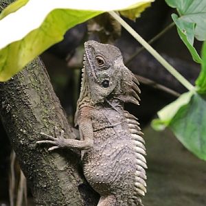 crowned forest dragon (Lophosaurus dilophus)