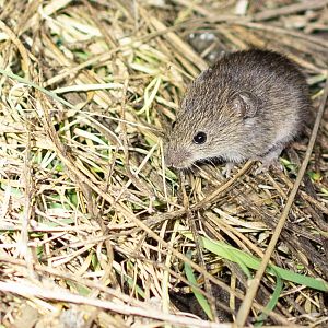 Northern Pygmy Mouse- Baiomys taylori