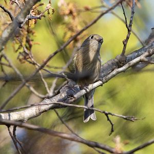 Hutton's Vireo- Vireo huttoni