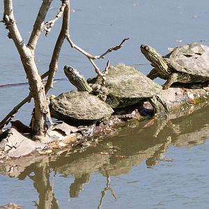 Texas Map Turtle- Perimyotis subflavus