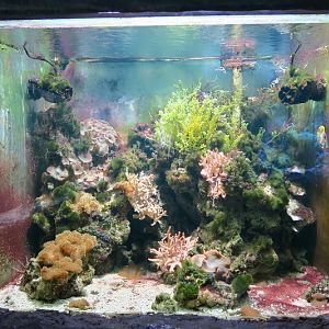 Coral Reef with sea urchins