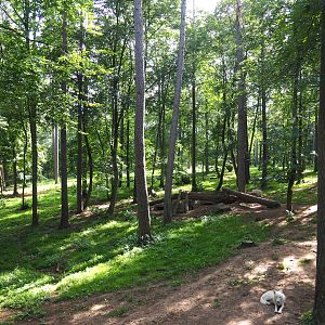 Arctic wolf exhibit, 2021-08-15