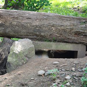 Arctic wolf den, 2021-08-15