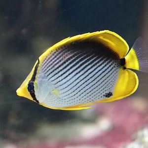 Blackback Butterflyfish (Chaetodon melannotus)