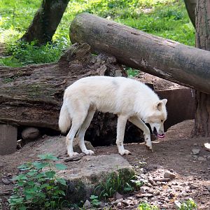 Arctic wolf (Canis lupus arctos), 2021-08-15