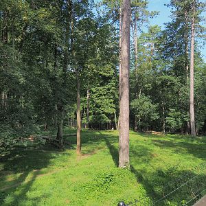 Arctic wolf exhibit, 2021-08-15