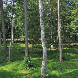 Arctic wolf exhibit, 2021-08-15