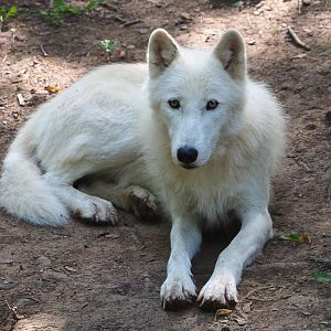 Arctic wolf (Canis lupus arctos), 2021-08-15