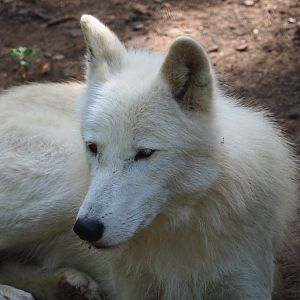 Arctic wolf (Canis lupus arctos), 2021-08-15