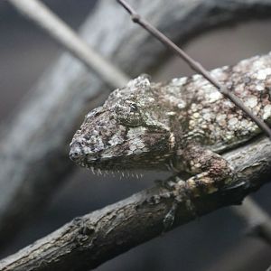 Western Bearded Anole (Anolis barbatus)