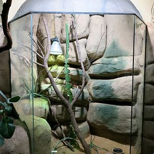 Enclosure of veiled chameleon